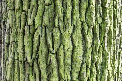 Tree bark texture background rough detail pattern surface wood trunk Foto stock