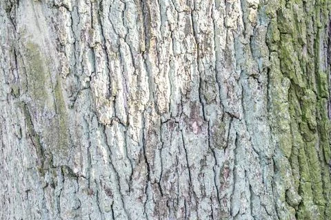 Tree bark texture background rough detail pattern surface wood trunk Stock Photos