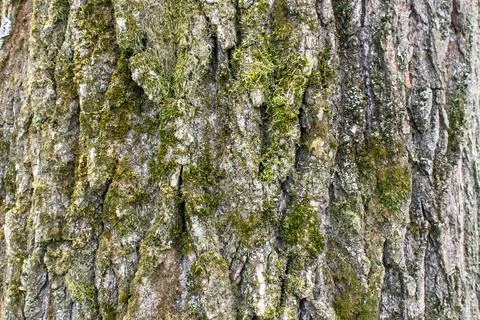 Tree bark texture background rough detail pattern surface wood trunk moss Foto stock