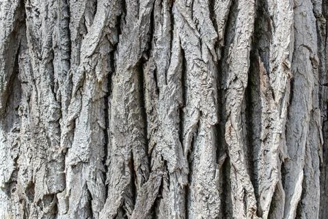 Tree bark texture background rough detail pattern surface wood trunk Stock Photos