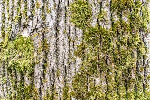 Tree bark texture background rough detail pattern surface wood trunk moss Stock Photos