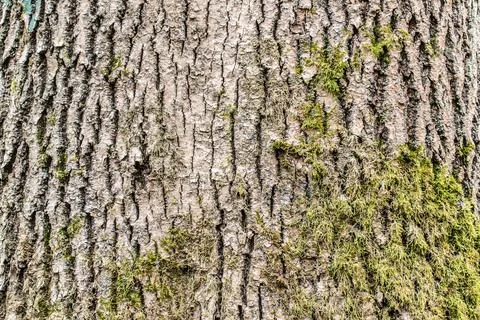 Tree bark texture background rough detail pattern surface wood trunk moss Stock Photos