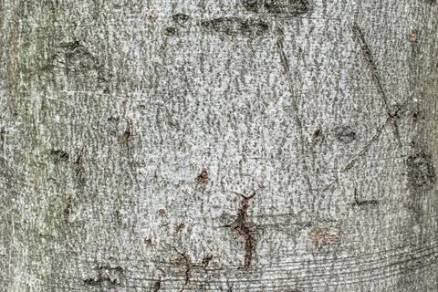 Tree bark texture background rough detail forest pattern grunge rugged surfac Stock Photos