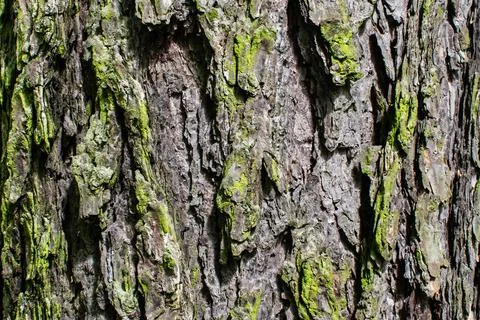 Tree bark texture background rough detail forest pattern grunge rugged surfac Stock Photos