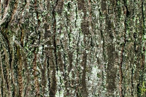 Tree bark texture background rough detail forest pattern grunge rugged surfac Stock Photos