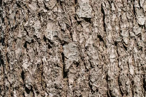 Tree bark texture background rough detail forest pattern surface wood trunk. Stock Photos