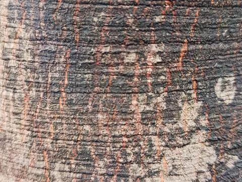 Tree Bark Texture Background with Rough Pattern Natural Wood Surface Фото