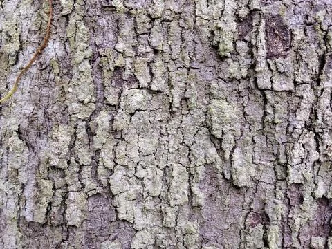 Tree Bark Texture Background Rough Weathered Wood Surface Lichen Pattern Macr Foto stock