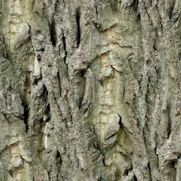 Tree bark texture background, seamless pattern Foto stock