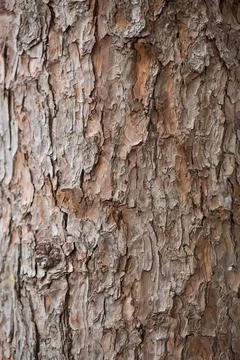 Tree bark texture for background, shallow depth of field 写真素材