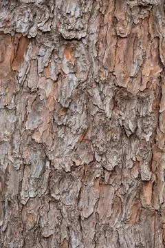 Tree bark texture for background, shallow depth of field 写真素材