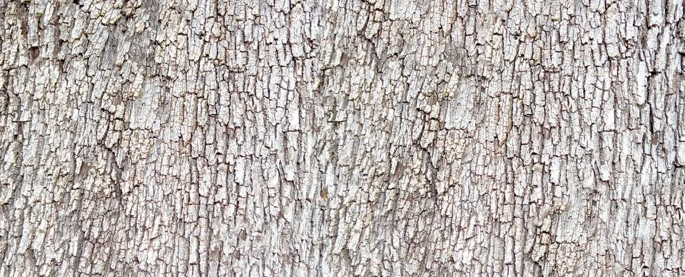 Tree bark texture background showing natural pattern 写真素材