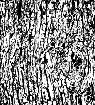 Tree bark texture background vector Stock Illustration