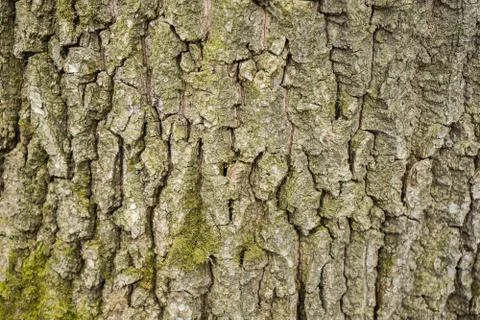Tree bark texture on background. Wood on wallpaper Foto stock