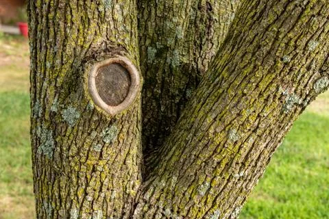 Tree Bark Texture Backrgound Stock Photos