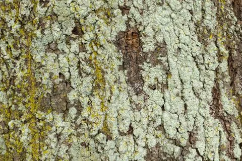 Tree Bark Texture Backrgound Stock-Fotos