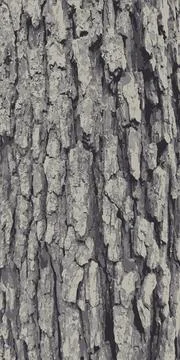Tree bark. The texture of the bark of a tree. Vintage vector background Stock Illustration