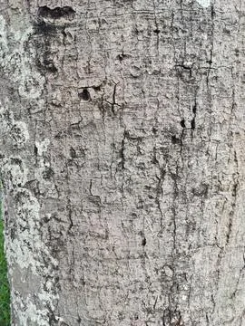 Tree bark texture, beautiful work of nature Stock Photos