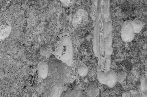 Tree bark texture in black and white Stock Photos