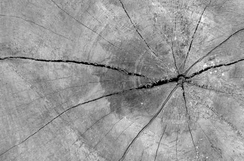 Tree bark texture in black and white Stock Photos