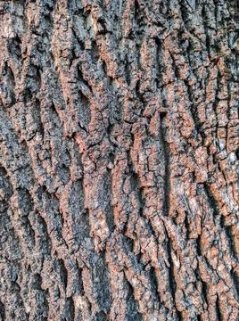 Tree bark texture, brown background. Foto stock