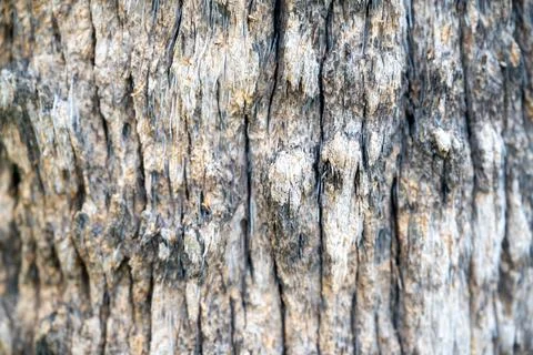 Tree bark texture close-up background Stock Photos
