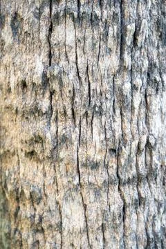 Tree bark texture close-up background Stock Photos