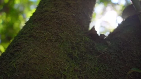 Tree bark texture close up Stock Footage 293653344