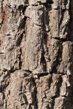 Tree bark texture close-up forest nature photography outdoor macro view natural Stock Photos