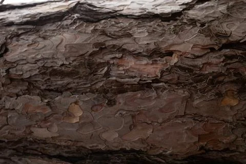 Tree bark texture close up. great background for design Stock Photos