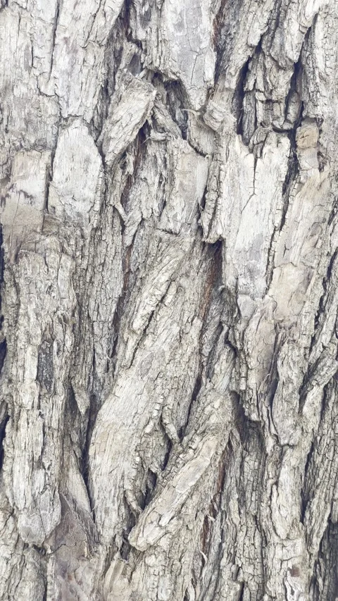 Tree Bark Texture Close Up Natural Wood Background Surface Detail Stock Footage 333782384