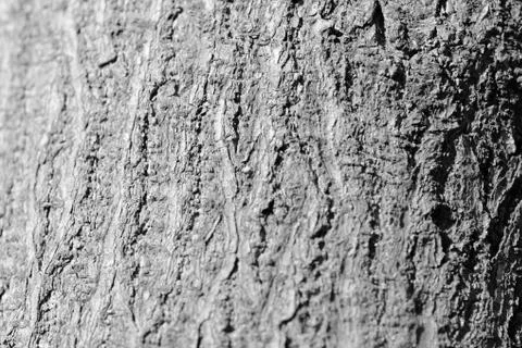 Tree bark texture close up. Natural background black and white Foto stock