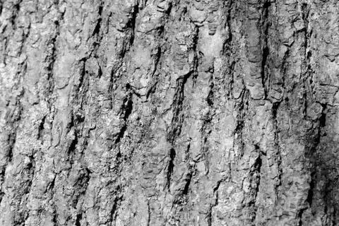 Tree bark texture close up. Natural background black and white Stock Photos