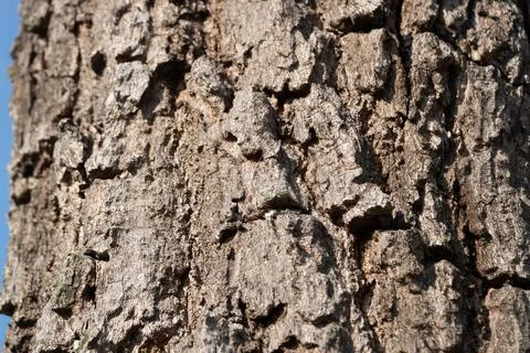 Tree bark texture close-up natural environment macro photography outdoor Stock Photos