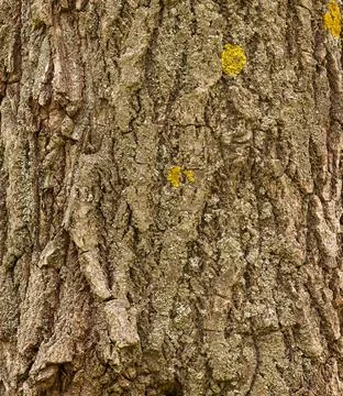 Tree Bark Texture Close Up Natural Wooden Surface Background Stock Photos
