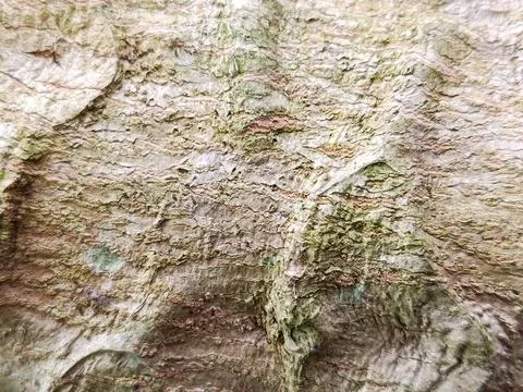 Tree Bark Texture Close Up Natural Wood Surface with Rough Pattern Stock Photos