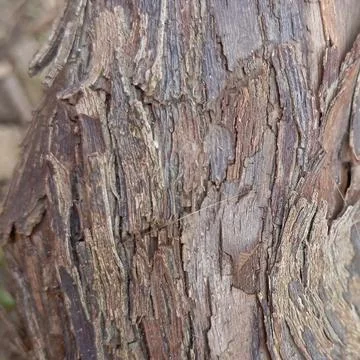 Tree Bark Texture Close Up Natural Wood Background Foto stock