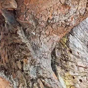 Tree Bark Texture Close Up Natural Wood Surface Fotos de archivo