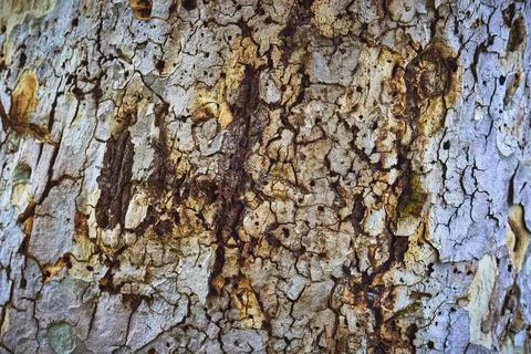 Tree Bark Texture Close Up Natural Pattern and Organic Surface Detail Stock Photos
