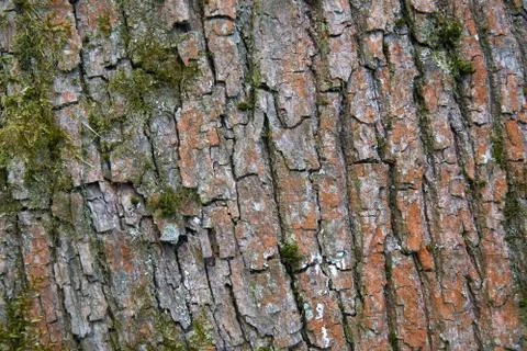 Tree bark texture close up Stock-Fotos