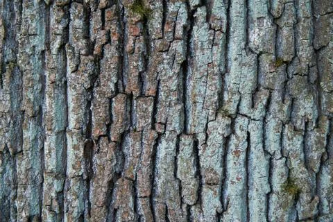 Tree bark texture close up Stock Photos