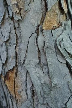 Tree Bark Texture Close-Up Foto stock