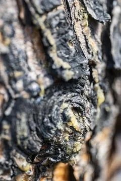 Tree Bark Texture Close Up Stock Photos