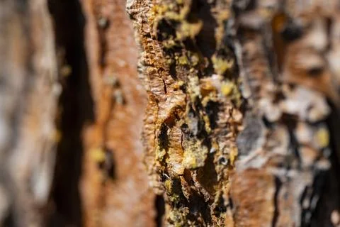Tree Bark Texture Close Up Stock Photos