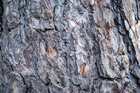 Tree Bark texture, close-up photo  Stock Photos