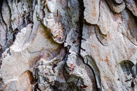 Tree Bark texture, close-up photo  Stock Photos