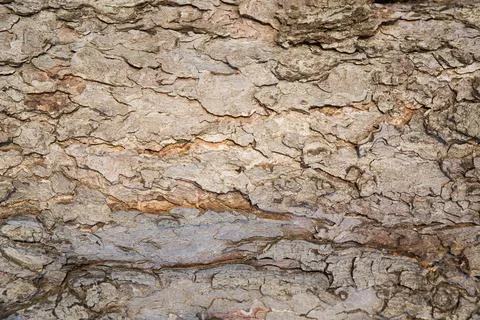 Tree bark texture, close up photo Stock Photos