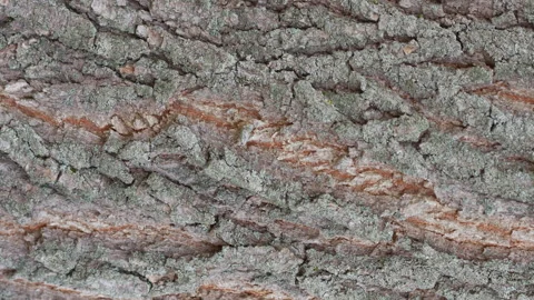 Tree bark texture close up, slow motion. natural background. Video stock 162317871