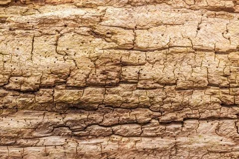 Tree bark texture Close up tree bark pattern and texture Copyright: xZoona... Stock Photos