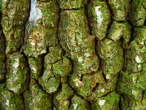 Tree Bark Texture. Close-up of tree bark with rough texture and lichen Stock Photos